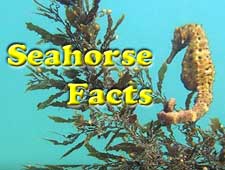 Seahorse Facts Video