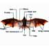facts about bats